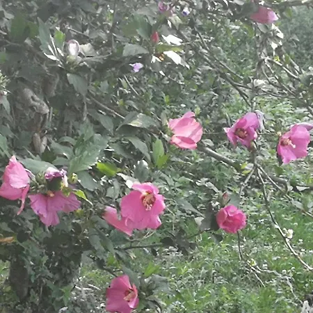 Hostel Di San Germano *